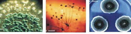 Bacterias en los conductos