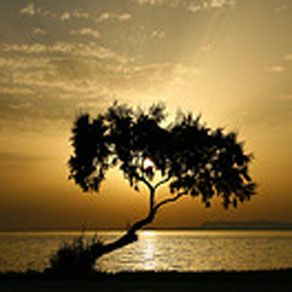 arbol