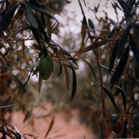 biomasa