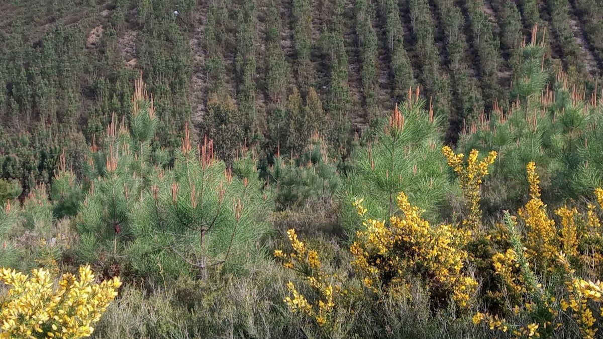 Reforestación de Eurofred Group con 2.640 pinos en Oia, Pontevedra