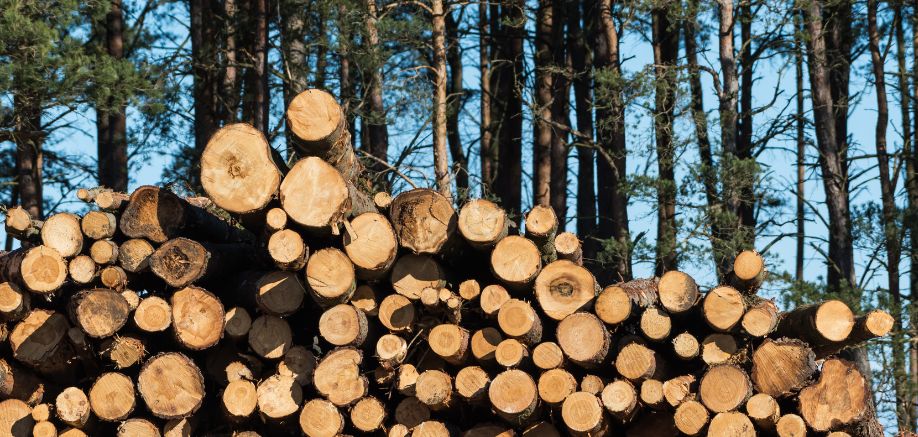 biomasa forestal