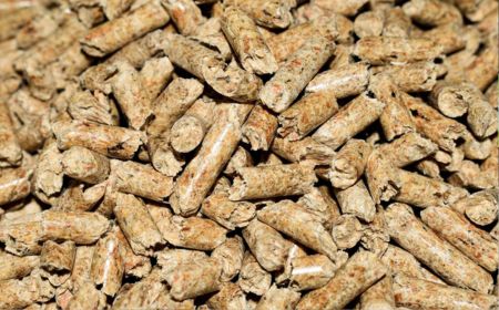 Día de la Bioenergía 2025 en España