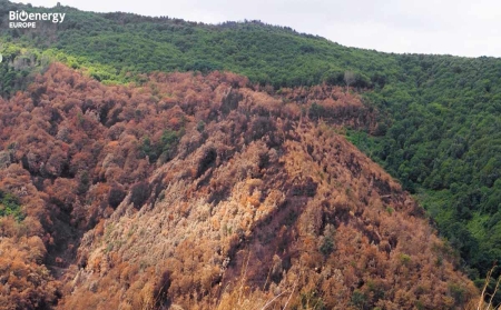AVEBIOM insiste en una prevención de incendios forestales basada en la gestión del paisaje